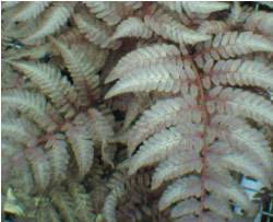Red Beauty Fern Fern