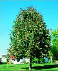 Frontyard Linden Tree