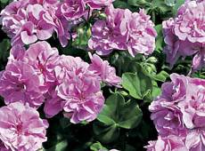 Geranium Lavender II Annual