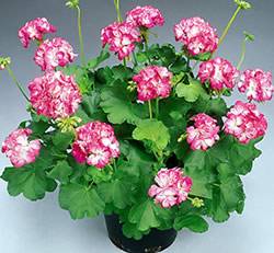 Geranium Stardom Pink and White Annual