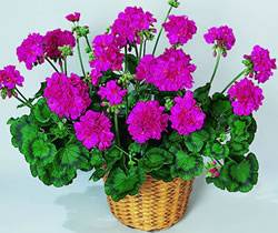 Geranium Stardom Jessica Annual