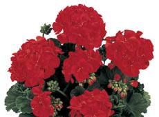 Pelargonium x hortorum Geranium Tango Dark Red Annual Plant