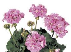 Geranium Tango Hot Pink Annual