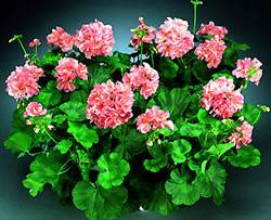 Geranium Stardom Julia Annual
