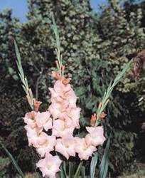 Gladiolus Rose Supreme Spring Bulb
