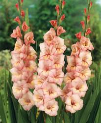 Gladiolus Large Sunrise Spring Bulb