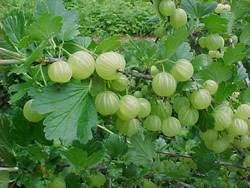 Gooseberry Pixwell Small Fruit