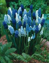 Grape Hyacinth Mixed Colors Fall Bulb
