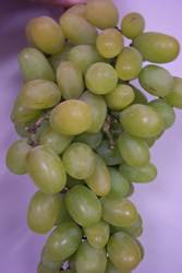 Grape Niagara Small Fruit