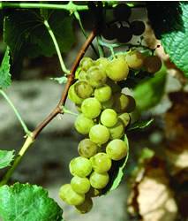 Grape Brianna Small Fruit