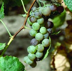 Grape Himrod Small Fruit