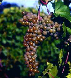 Vitis 'LaCrescent' Grape LaCrescentGao Small Fruit Plant