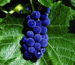Grape St CroixGao Small Fruit