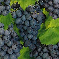 Grape Concord Small Fruit