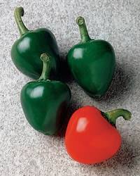 Hot Peppers Cherry Bomb Annual
