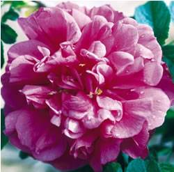 Hansa Rose Bushes