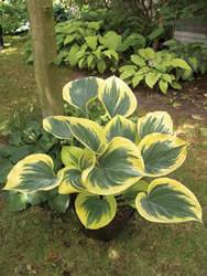 Hosta Liberty Perennial