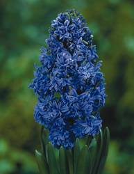 Hyacinth Isabelle Fall Bulb