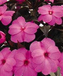 Impatien InfinityGao Lilac Annual