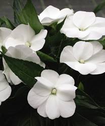 Impatien InfinityGao White Annual
