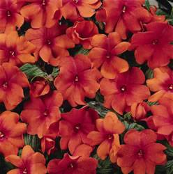 Impatiens hawkerii Impatien New Guinea Celebration Apricot Annual Plant