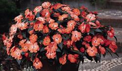 Impatiens hawkerii Impatien New Guinea Celebration Peach Annual Plant