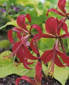 Jacobean Lily Spring Bulb