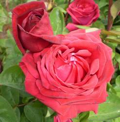 Easy Elegance Kashmir Rose Bushes