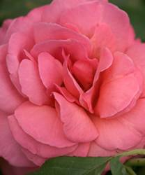 Kiss Me Rose Bushes