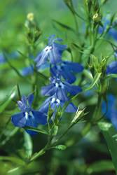Lobelia Laguna Gao Dark Blue Annual
