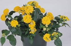 Lantana LandmarkGao Gold Annual