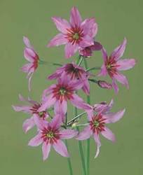 Leucocoryne Andes Spring Bulb