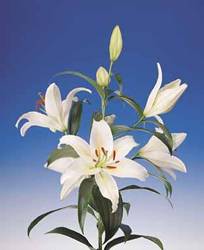 Lily Cassandra Spring Bulb