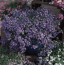 Lobelia Periwinkle Blue Improved Annual