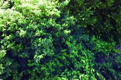 Lonicera xylosteum 'Emerald Mound' Honeysuckle Emerald Mound Shrub Plant