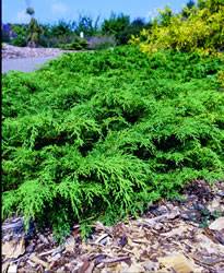 Microbiota decussata Russian Cypress Shrub Plant