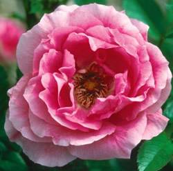 Morden Centennial Rose Bushes