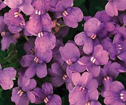Nemesia Blue Lagoon Annual