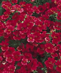Nemesia SunsatiaGao Cranberry Annual
