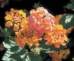 Lantana Patriot Hallelujah Annual