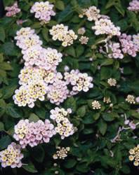 Lantana Patriot Petticoats Annual