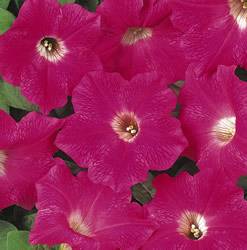 Petunia Wave Rose Annual