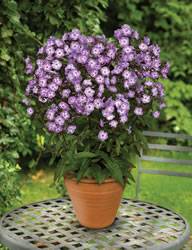 Phlox Pixie Miracle Grace Perennial