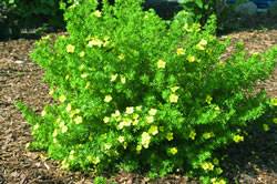 Potentilla fruticosa 'Fargo' Potentilla Dakota Sunspot Shrub Plant