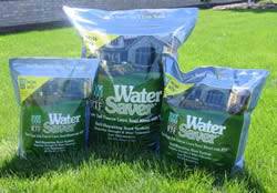 Rhizomatous Tall Fescue (RTF) Seed Turf Grass