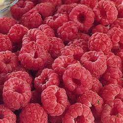 Raspberry Latham Small Fruit