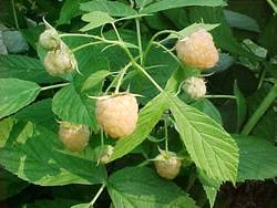 Raspberry Fall Gold Small Fruit