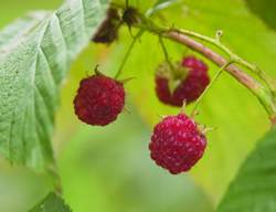 Raspberry Souris Small Fruit