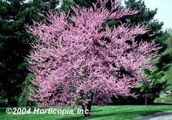 Eastern Redbud Tree
