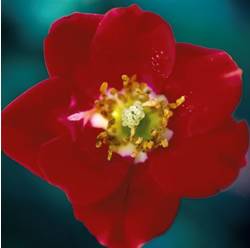 Red Meidiland Ground Cover